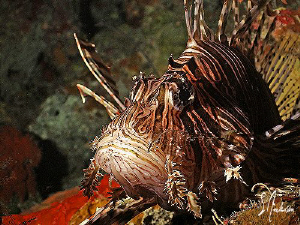 This image of a Lionfish was taken during my Christmas tr... by Steven Anderson 
